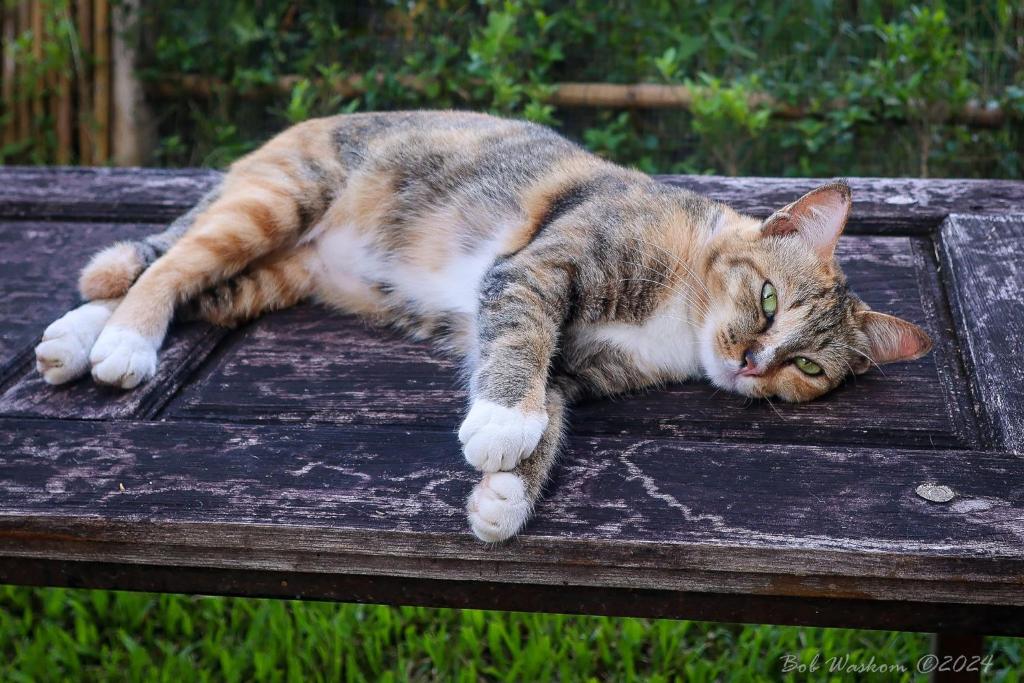 Resident cat at Butterfly Hostel